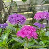 紫陽花,ガーデニング,ナチュラルガーデン,手作りの庭,花のある暮らしの画像