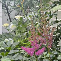 ガーデニング,ナチュラルガーデン,手作りの庭,花のある暮らし,風景の画像