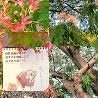 ネムノキ,コマツナギ,サマークリスマスブッシュ,ナワシロイチゴ,マイガーデンの画像