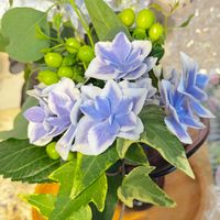 ガーデニング,ナチュラルガーデン,手作りの庭,花のある暮らし,風景の画像
