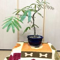 エバーフレッシュ,観葉植物,観葉盆栽,Room  Plant♪,夢物語工房の画像