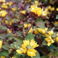 リシマキア,レウカンセマム,レウカンセマム ミルキーウェイバナナクリーム,プランター植え,黄色の花の画像
