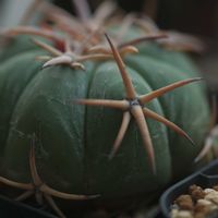 ハオルチア,多肉植物,観葉植物,塊根植物,サボテン科の画像