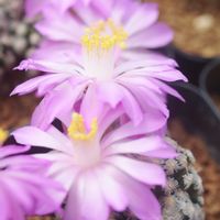 ハオルチア,多肉植物,観葉植物,塊根植物,サボテン科の画像
