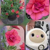 アジサイ,オーニソガラム,カリブラコア,キキョウ,キキョウの画像