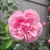 薔薇 ホームアンドガーデン,薔薇 ホームアンドガーデン,バラ 鉢植え,シュラブローズの画像