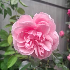 薔薇 ホームアンドガーデン,薔薇 ホームアンドガーデン,バラ 鉢植え,シュラブローズの画像