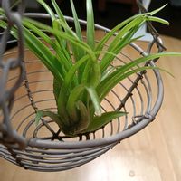 ナチュラルキッチン,お迎え,エアープランツ/チランジアの画像