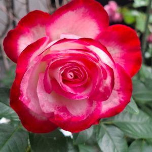 バラ,ジュビレ・デュ・プリンス・ドゥ・モナコ,バラ 鉢植えの画像