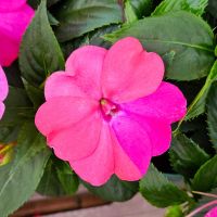 サンパティオ,サンパティオ　ローズピンク,鉢植え,明るい日陰,プランターの画像