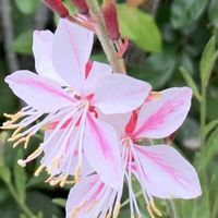 ガウラ,ボケ,ガウラ(白蝶草),地植え,ガーデニングの画像