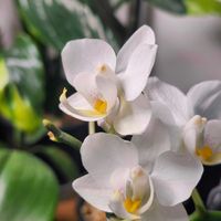 ファレノプシス,胡蝶蘭,ミディ胡蝶蘭,観葉植物,ナザレの画像