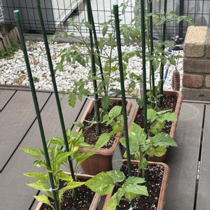 ミニトマト,ピーマン,かぼちゃ,フルーツホオズキ,プランター野菜の画像
