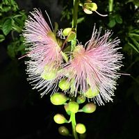 サガリバナ,オエノテラ,温室,京都府立植物園,昼夜逆転室の画像