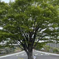 ケヤキ,メタセコイア,癒される,カッコいい,素敵の画像