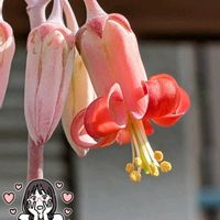 福娘,多肉植物,多肉植物の花,花のある暮らし,コチレドン属の画像