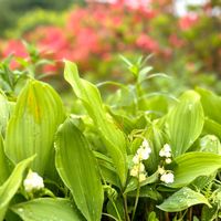 スズラン,スズラン,レンゲツツジ,レンゲツツジ,日本スズランの画像