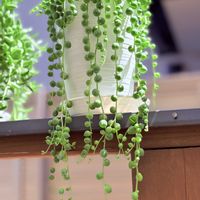 グリーンネックレス,ピーチネックレス,三日月ネックレス,ルビ―ネックレス,多肉植物の画像
