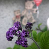 ヘリオトロープの画像