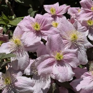 クレマチス,クレマチス モンタナ,ピンク,ピンクの花,クレマチスモンタナの画像