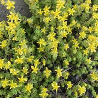 セダム,モリムラマンネングサ,山野草,放置栽培,神奈川県の画像