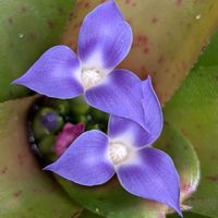 ネオゲレリア,お花,つぼみ,沖縄,可愛い♡の画像