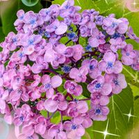 アジサイ,紫陽花,ハオルチア,万象,黒兎耳の画像