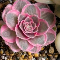 多肉植物,葉挿し,多肉寄せ植え,ドロサンテマム ,実生苗の画像