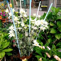 フランネルフラワー,以前撮った写真から,知人宅の花壇のお花の画像