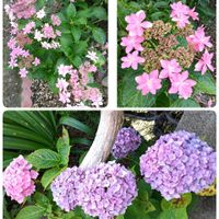 芝生,可愛い,癒される,花のある暮らし,綺麗の画像