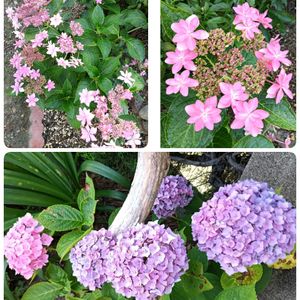 芝生,可愛い,癒される,花のある暮らし,綺麗の画像