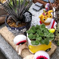 コキア,アロマティカス,十二の巻,アナベル,パセリの画像