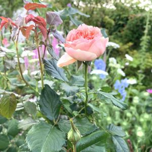 バラ,バラ 真宙 まそら,バラ 鉢植え,ばら バラ 薔薇の画像
