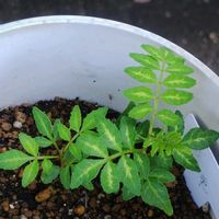 山椒,GSに感謝。,お花のある暮らし,元気に育ててますよ,チーム新潟の画像
