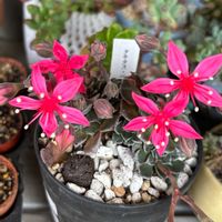 ベルム,グラプトペタルム ベルム,タキタス ベルス,多肉の花,ベルムのお花の画像