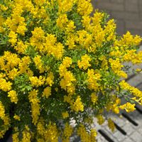 エニシダ,金雀枝（エニシダ）,マメ科,エニシダ属,Cytisus scopariusの画像