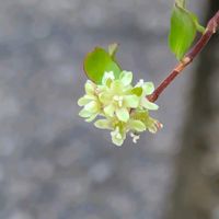 ワイヤープランツ,庭の画像