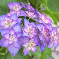 アジサイ,紫陽花,ガーデニング,庭木,挿し木の画像
