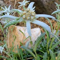エーデルワイス,お花,今日のお花,お出かけ先の画像