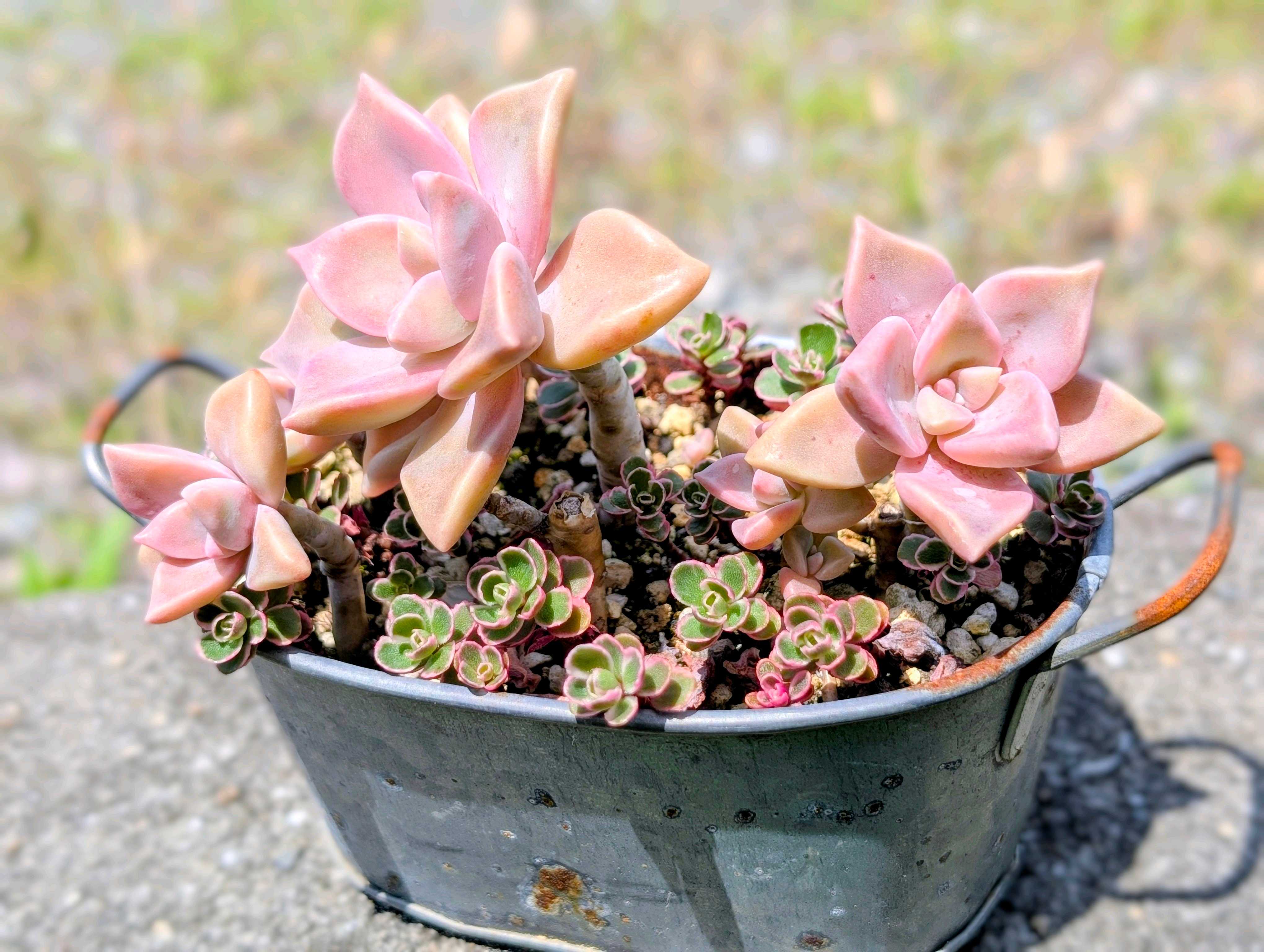 個性的な見た目が面白い「リトープス」の寄せ植えをしてみよう