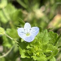 オオイヌノフグリ,山野草,実家周辺の草花の画像