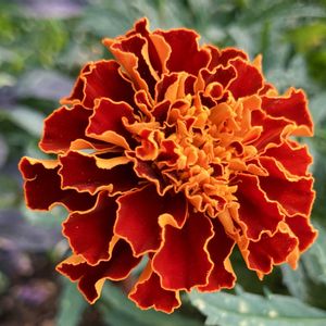 オレンジ色の花,#ガーデニング,エクステリアの画像
