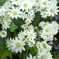 フランネルフラワー,うどん県人会,花ぼっこ産,うどん県西支部,小さな庭の画像