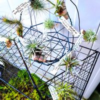チランジア,多肉植物,エアプランツ,観葉植物,ダイソーの画像