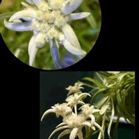 エーデルワイス,今日のお花,ほしつながり,たいせつななかま♡,ＧＳは笑顔で⭐️の画像