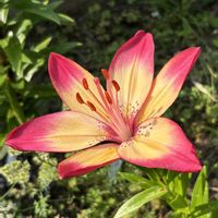 スカシユリ,スカシユリ,コウホネ,コウホネ,陶芸の画像