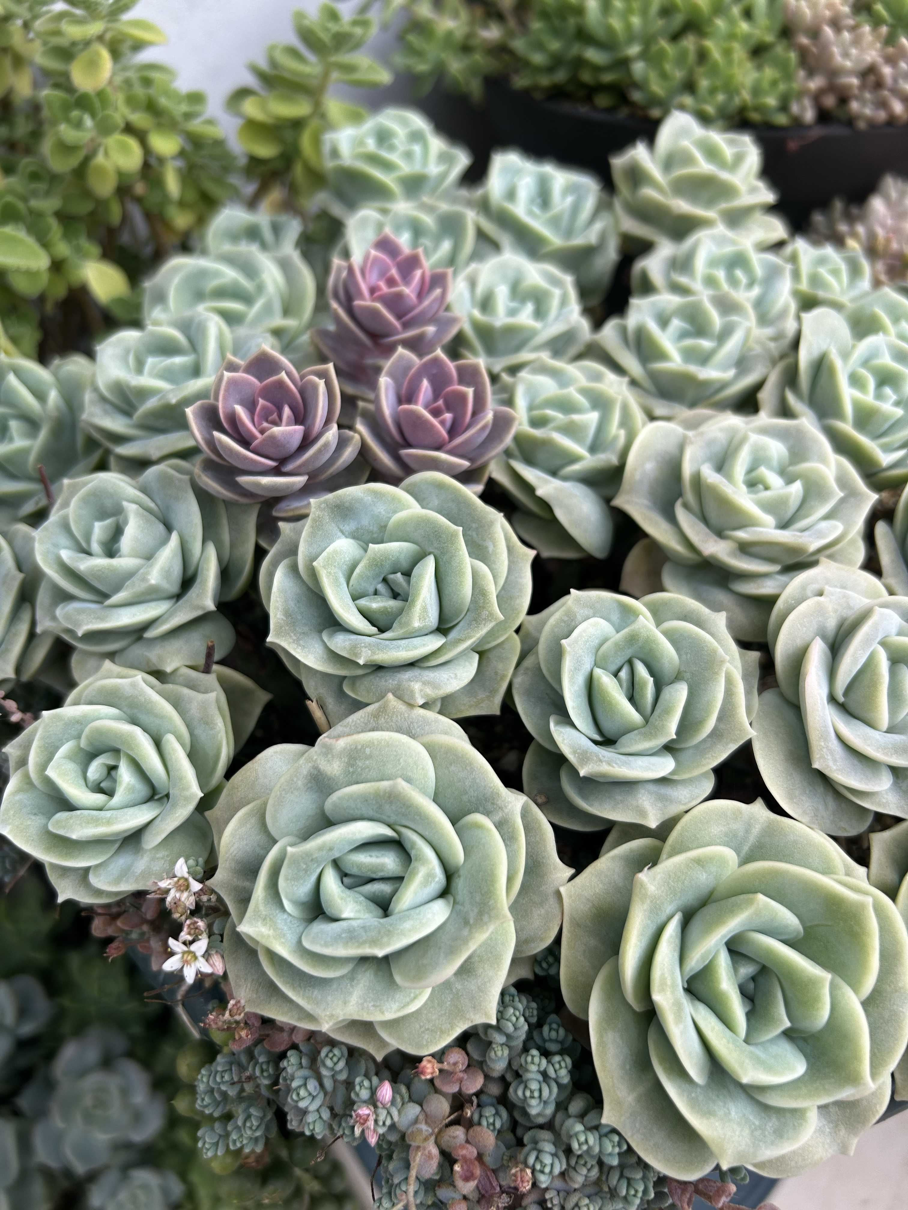 873/抽象画風/多肉植物/S4号 873/抽象画風/多肉植物/S4号 【公式通販】