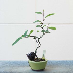 盆栽,小品盆栽,山野草,バルコニー/ベランダの画像