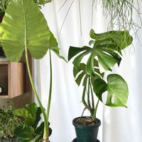 クワズイモ,モンステラ,モンステラ デリシオーサ,観葉植物,大きな葉っぱの画像
