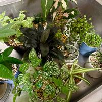 観葉植物,水やり,インテリアグリーン,緑は癒し,リビング・ダイニングの画像